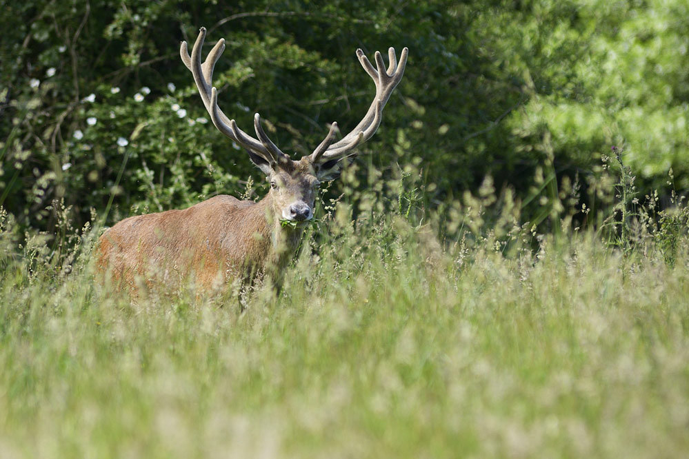 Cerf en velours.