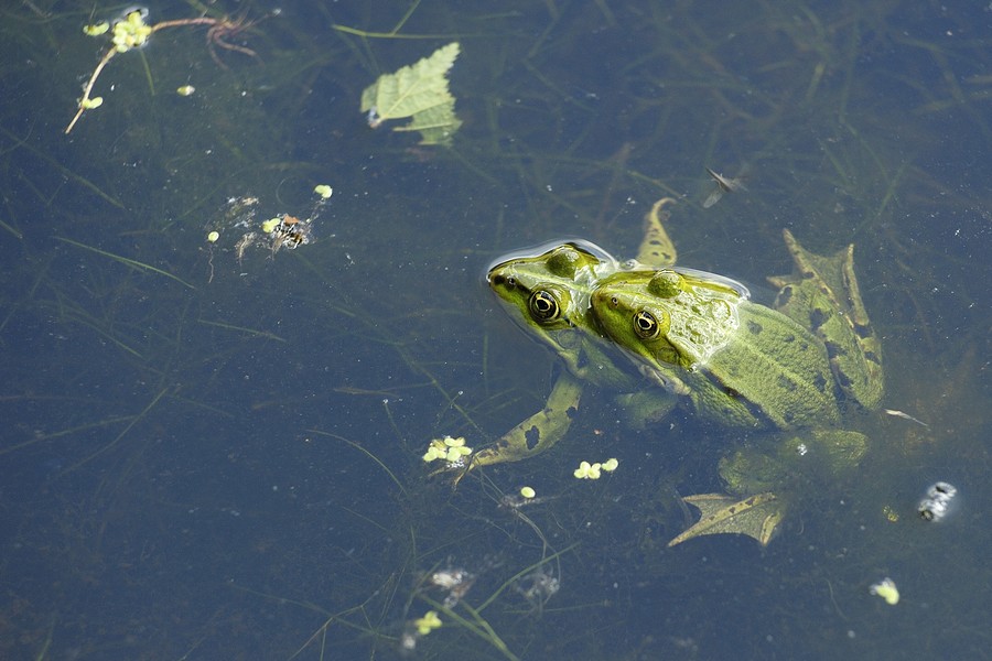 Amplexus de grenouilles vertes