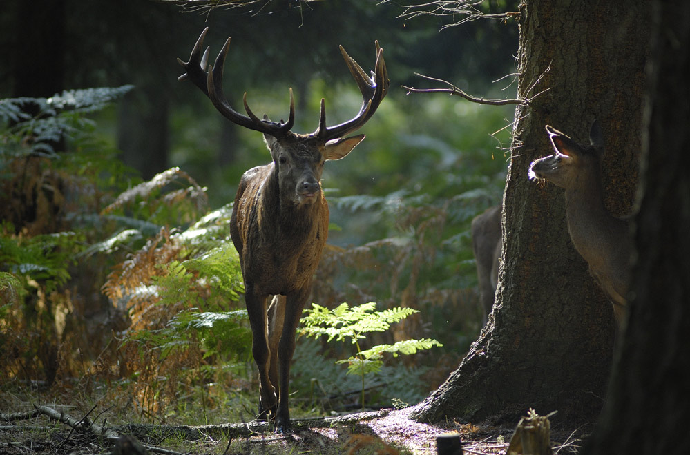 Cerf élaphe