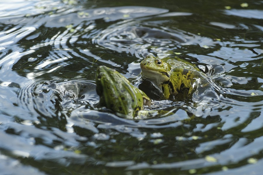 Bagarre de grenouilles vertes mâles