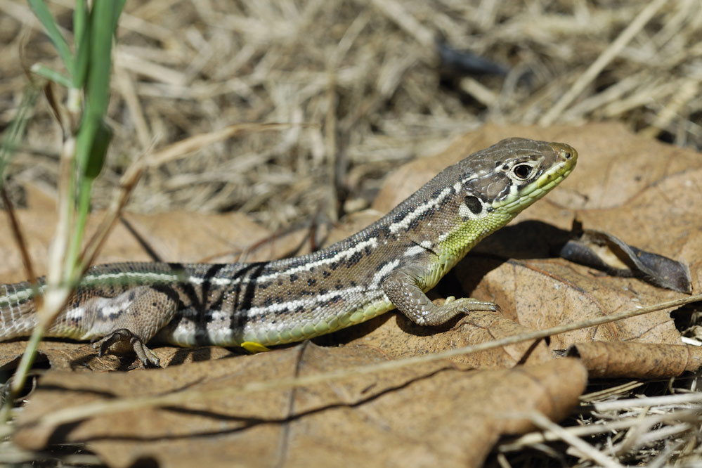 Lézard vert (femelle)