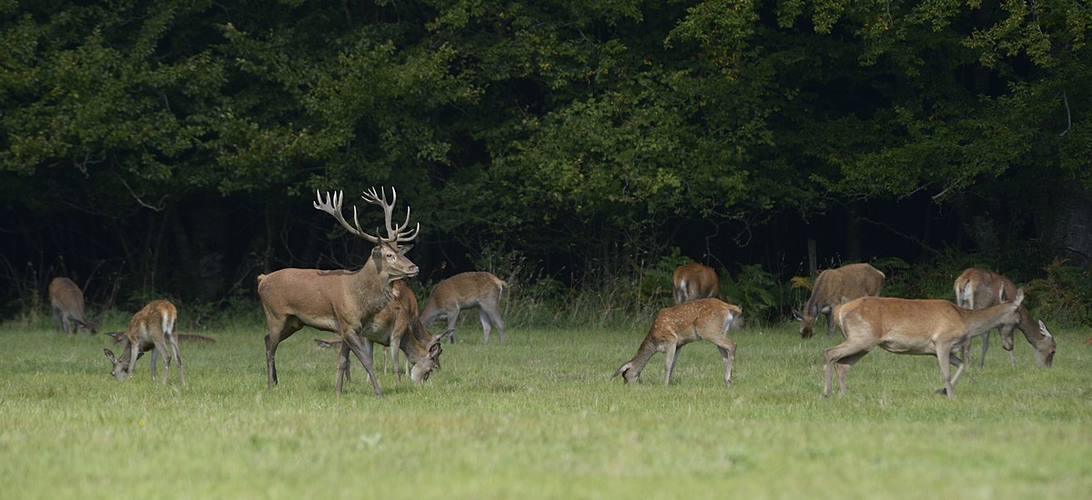 Cerf et son harpail.