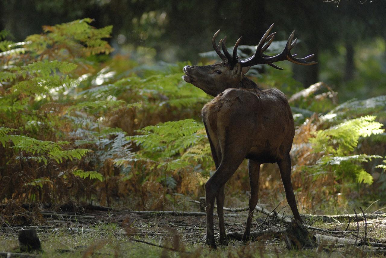 Cerf au brame ( flehmen ).