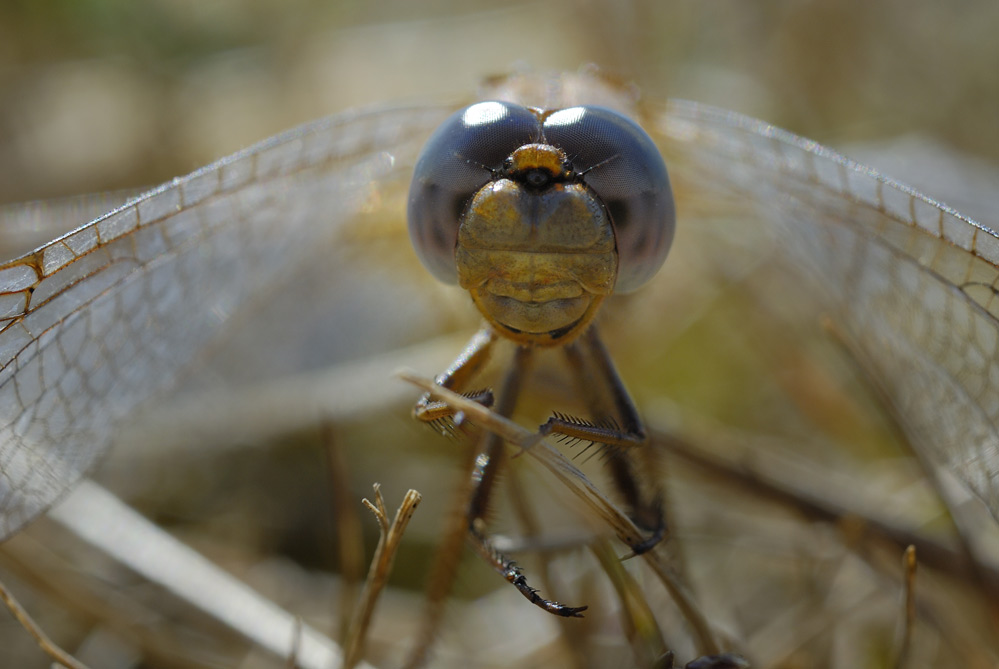 Orthetrum brun.