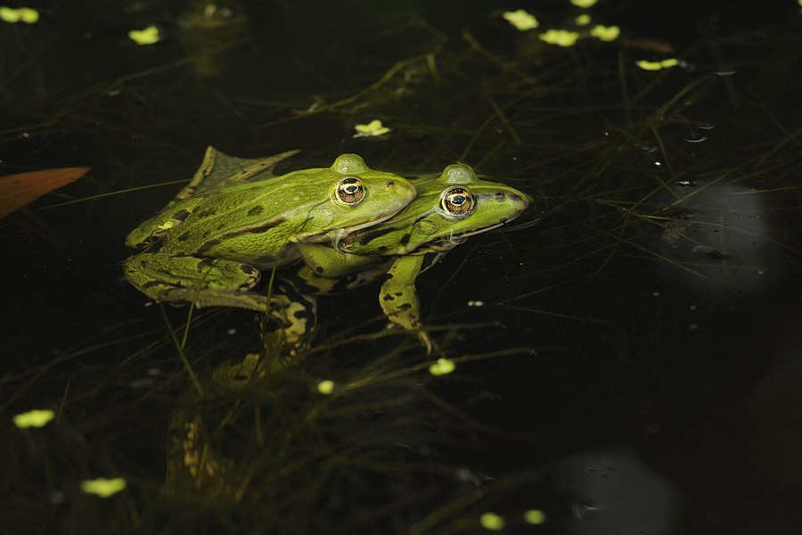 Acouplement grenouilles vertes ( amplexus axillaire )