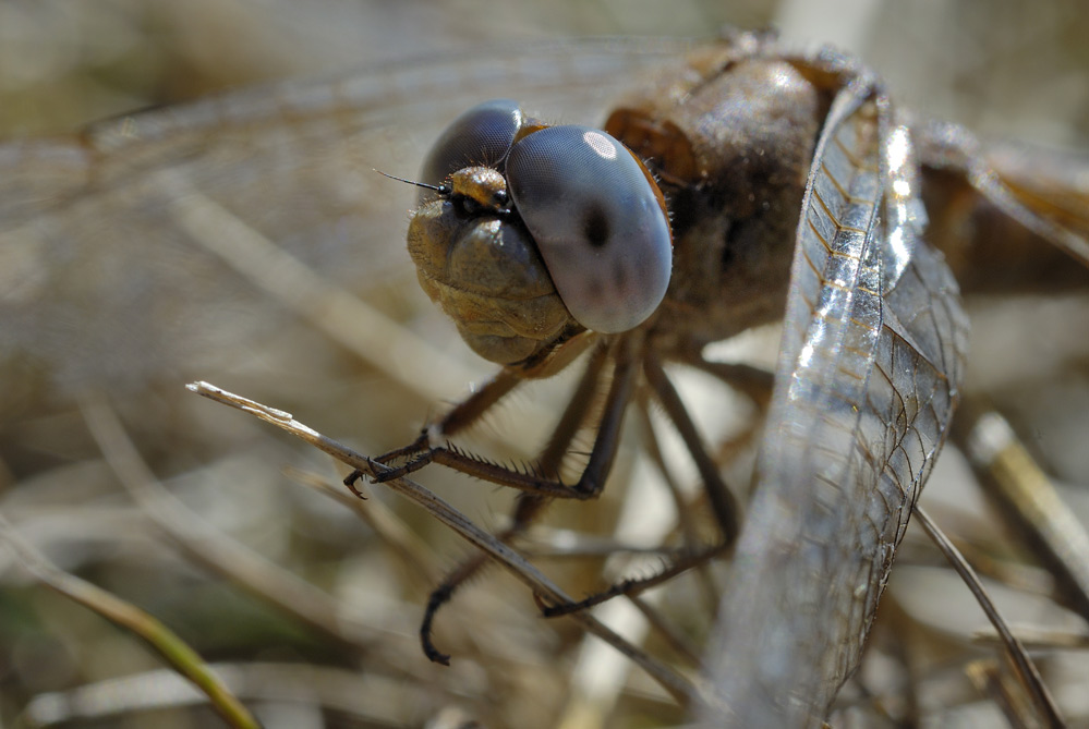 Orthetrum brun.