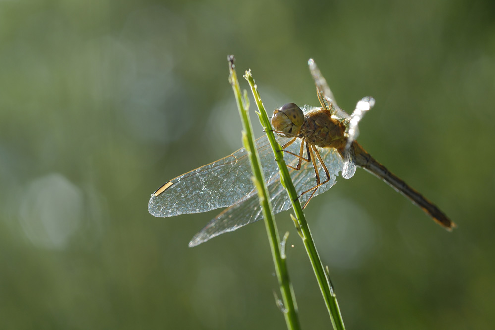 Orthetrum bleuissant.