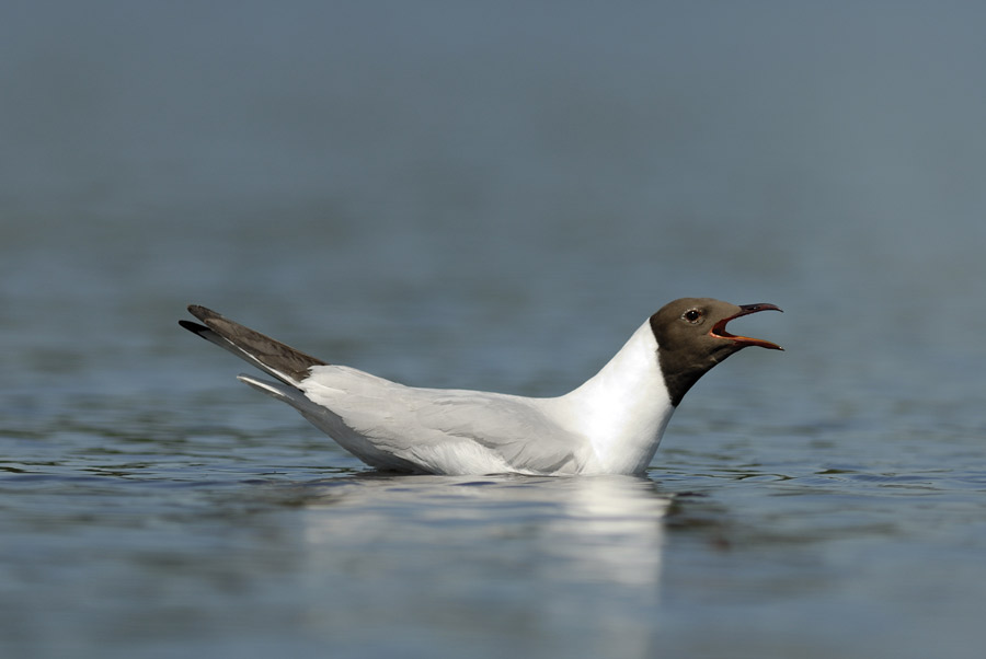 Mouette rieuse