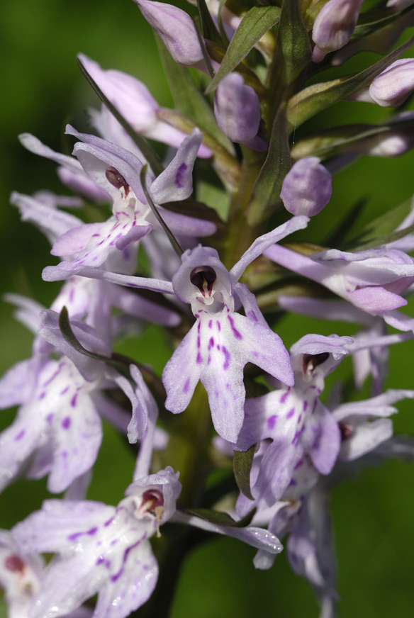 Orchidée sauvage ( dactylorhiza fuchsii)