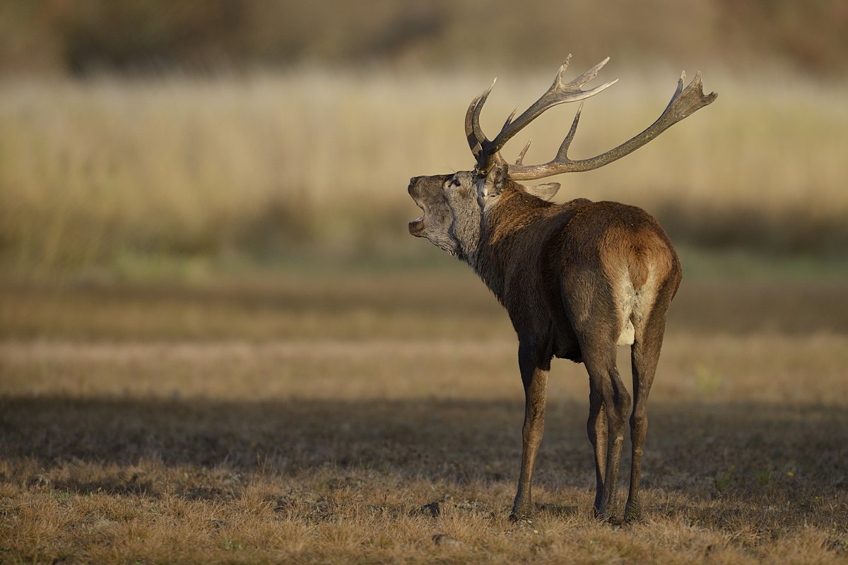 Cerf au brame.