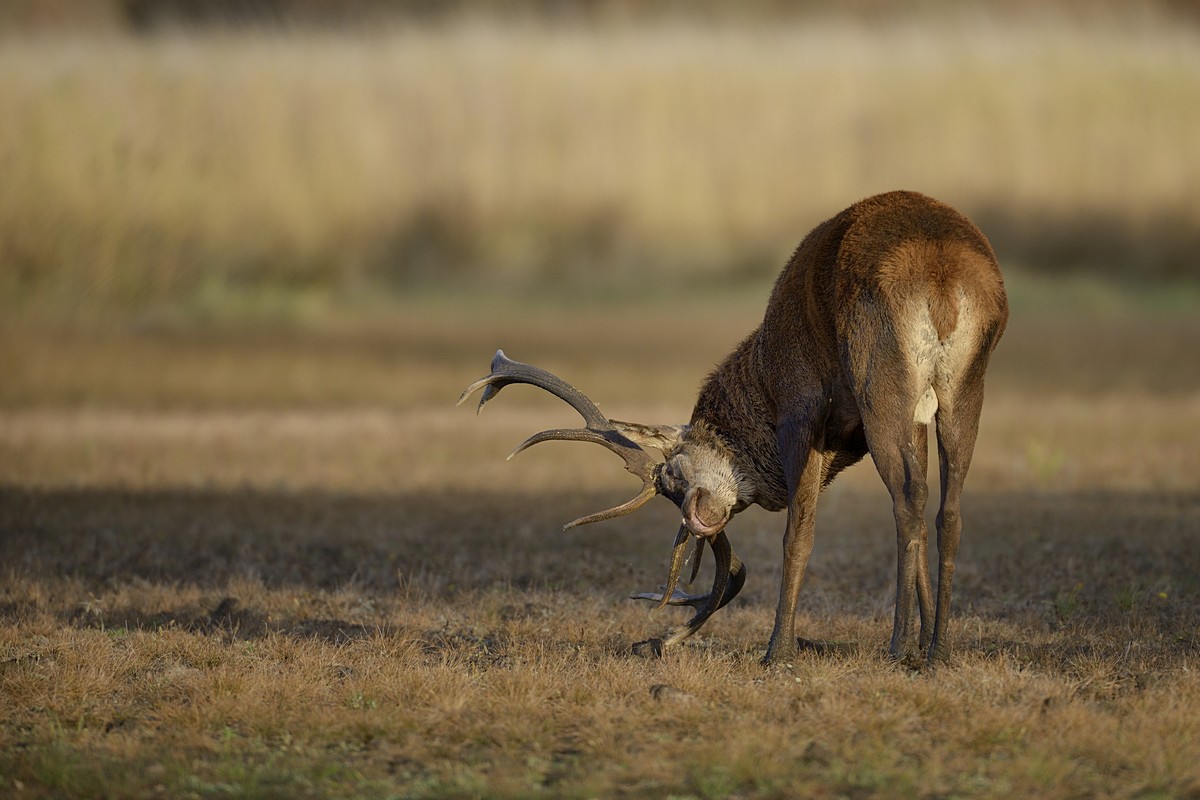 Cerf en phase d'excitation.