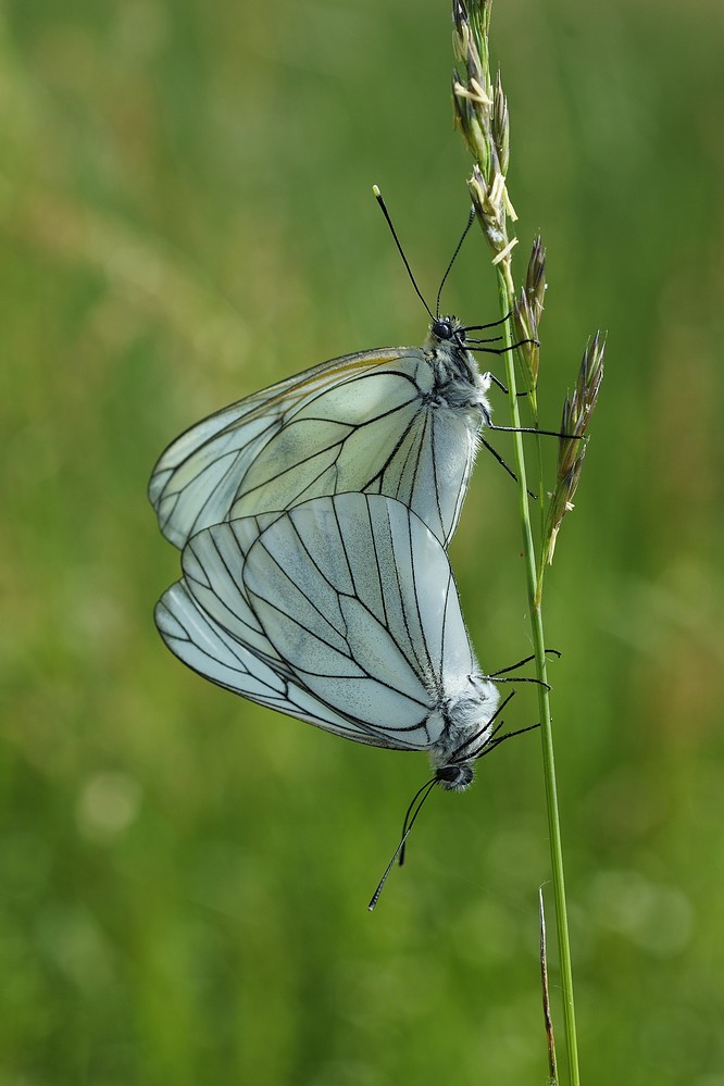 Gazés (accouplement )