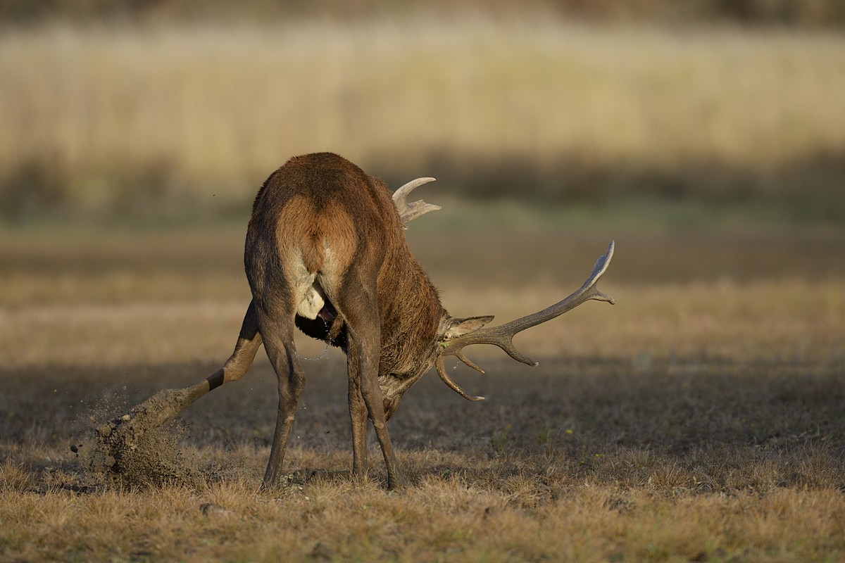 Cerf en phase d'excitation.