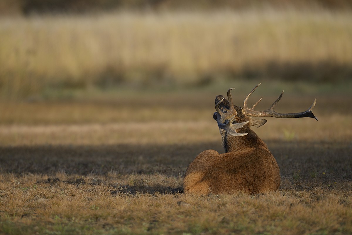 Cerf au brame.