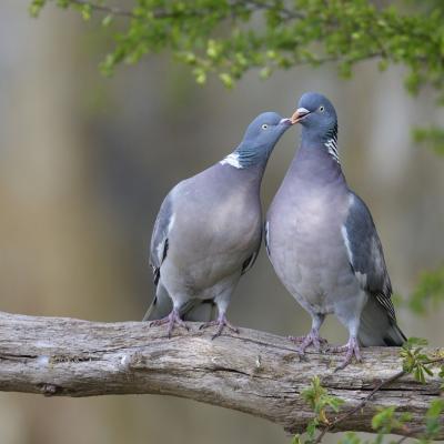 Parades chez les pigeons ramiers (diaporama).