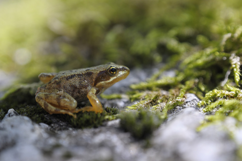 Grenouille rousse ( immature à l'émergence)