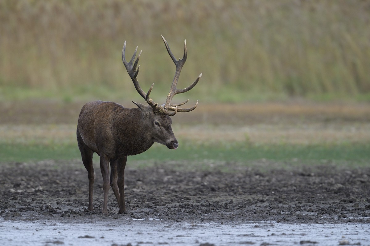 Grand cerf.