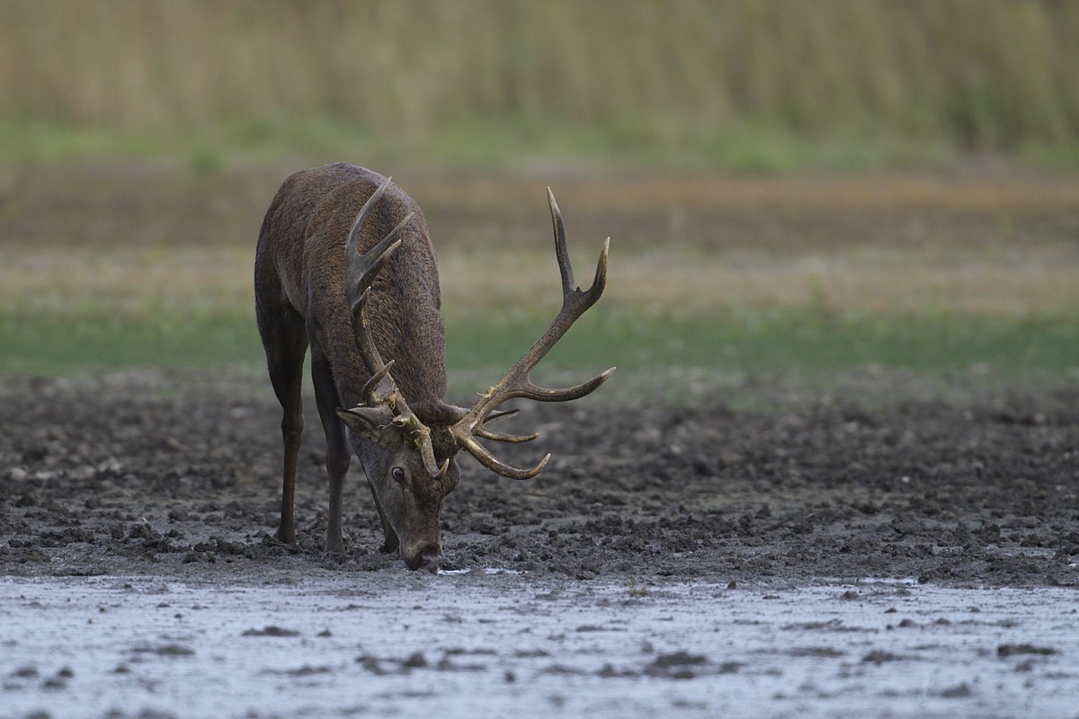 Cerf à l'abreuvoir.