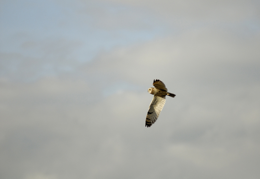 Hibou des marais