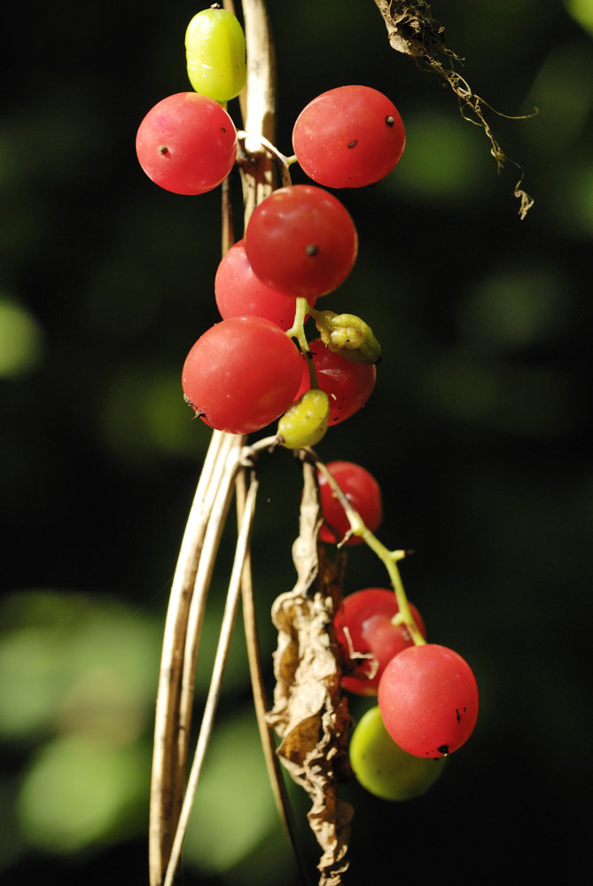 Herbe aux femme battues ( fruits )