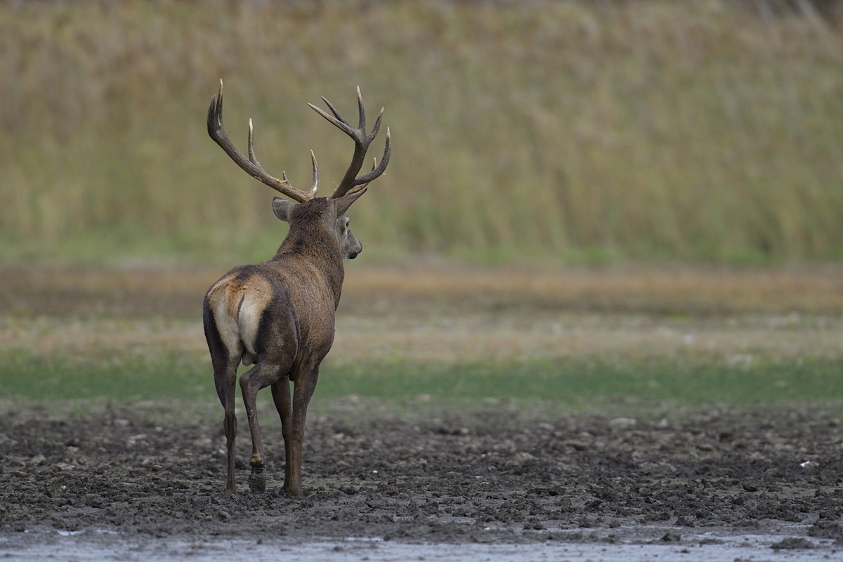 Grand cerf.