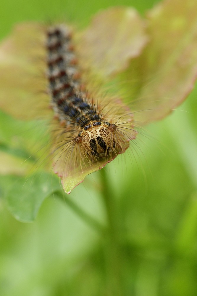 Chenille du bombyx disparate