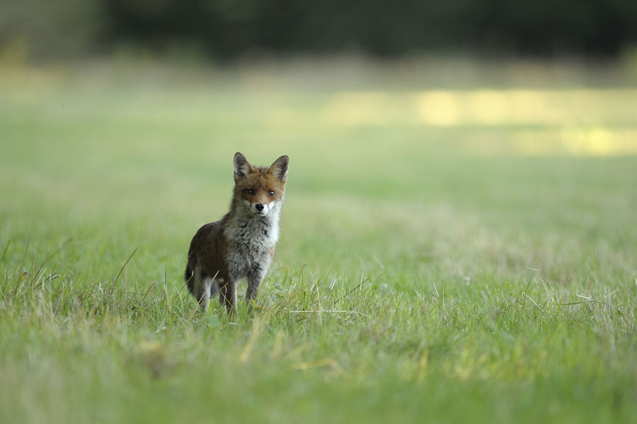 Renard roux