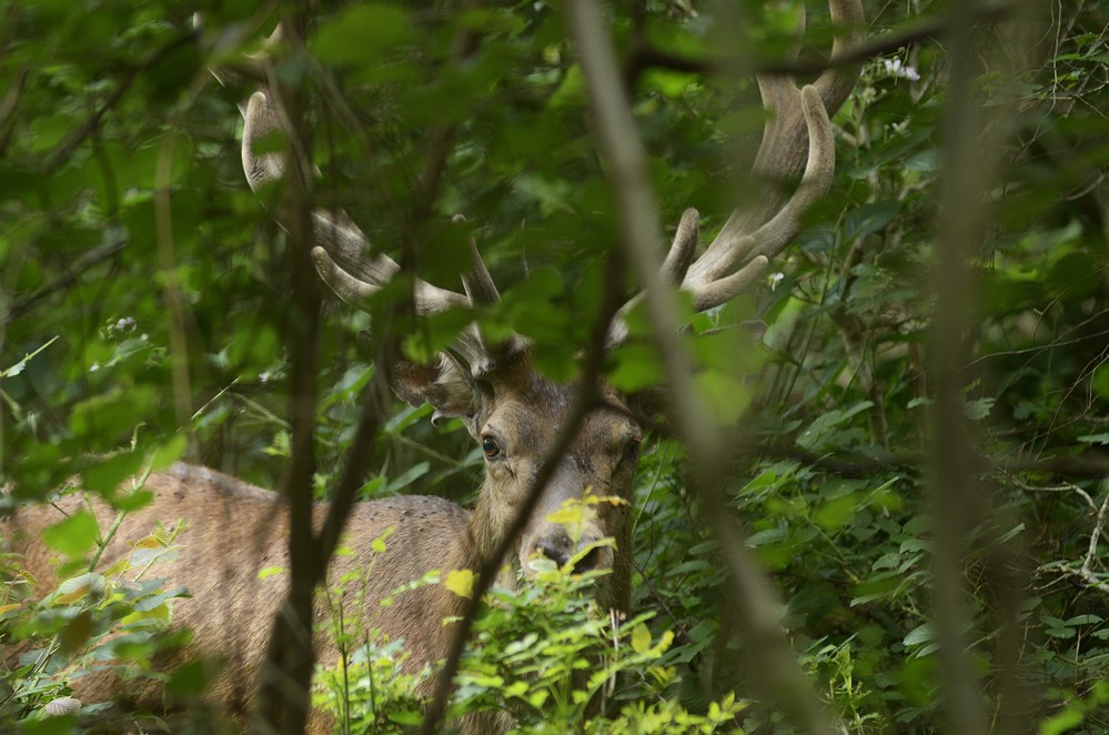 Cerf en velours dans son gîte.