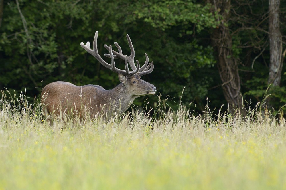 Cerf en velours