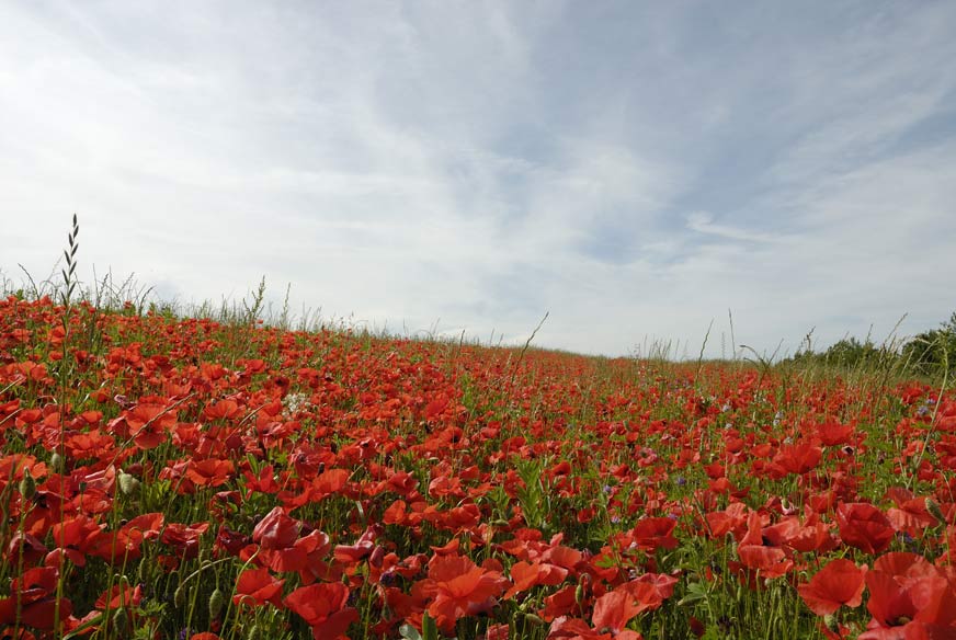 Coquelicots