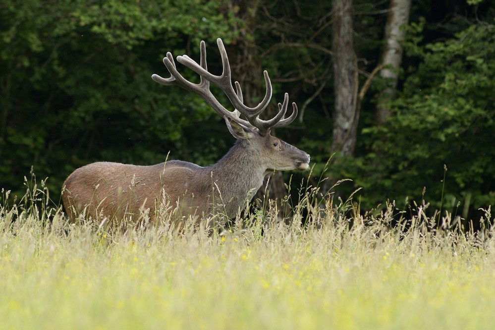 Cerf en velours.