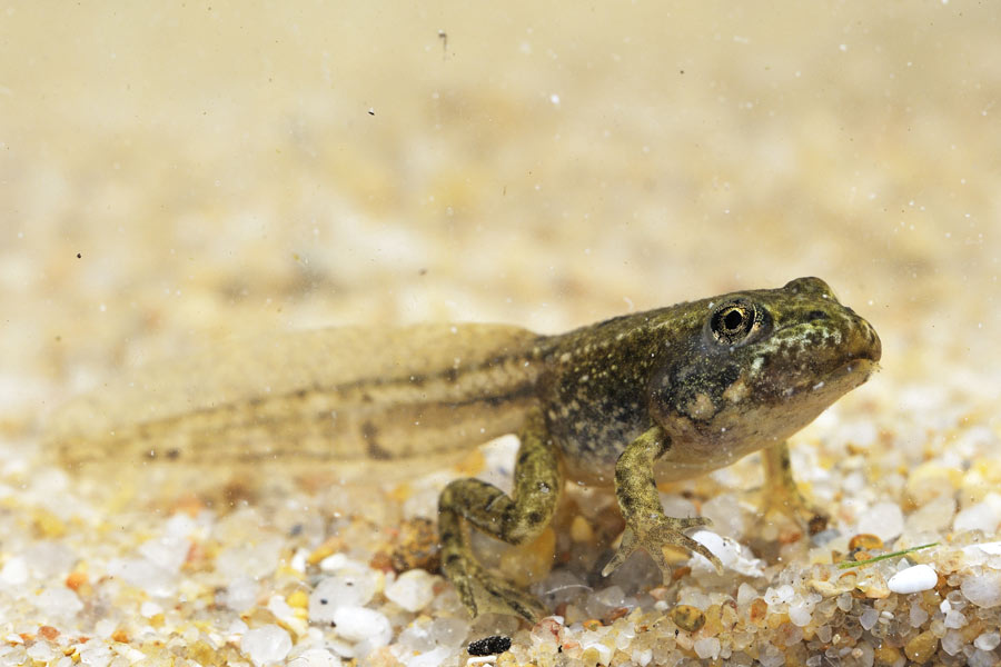 Grenouille verte ( larve aquatique )