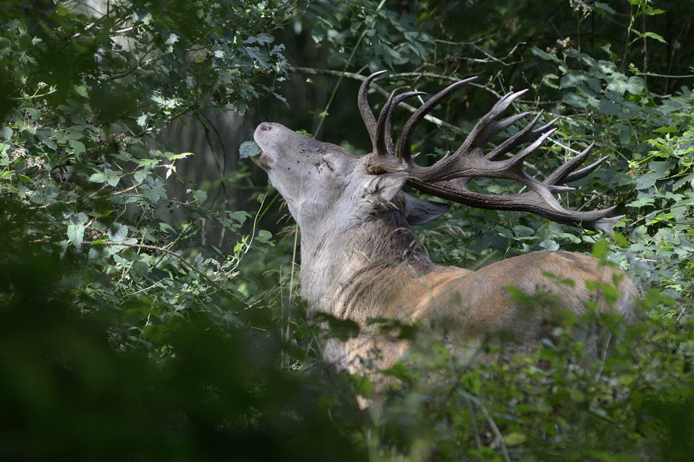 Grand cerf.