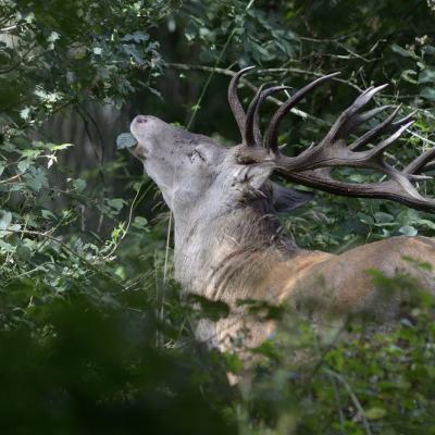 CERF ELAPHE (diaporama).