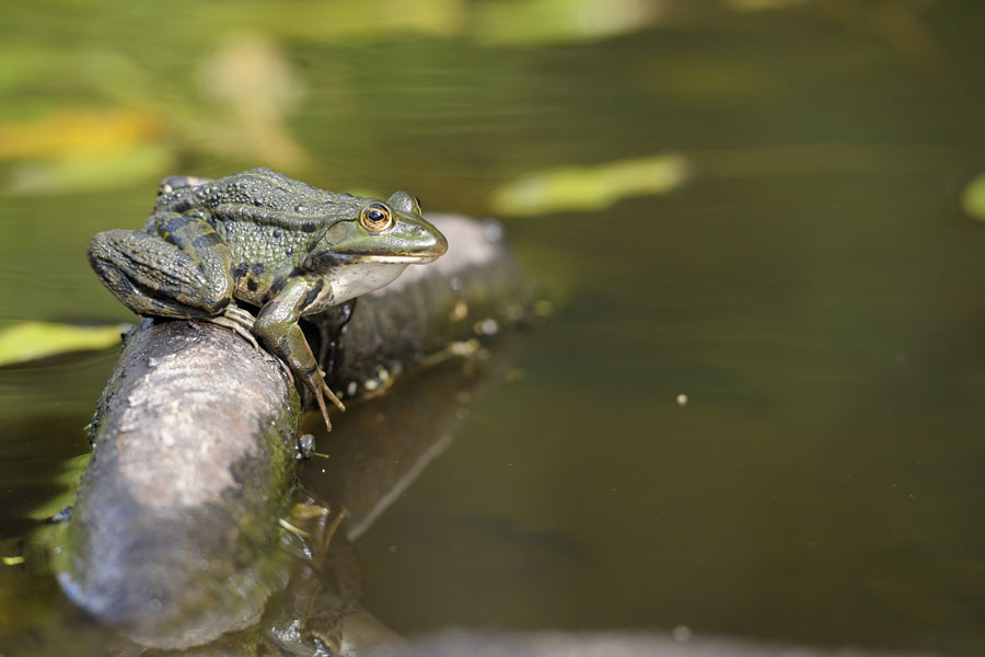 Grenouille verte