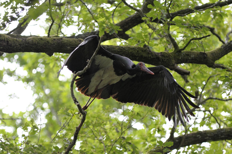 cigogne noire