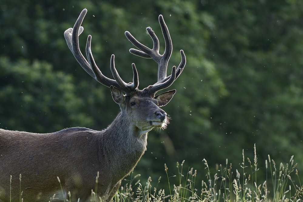 Cerf en velours