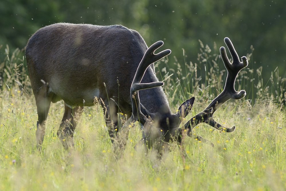 Cerf en velours.