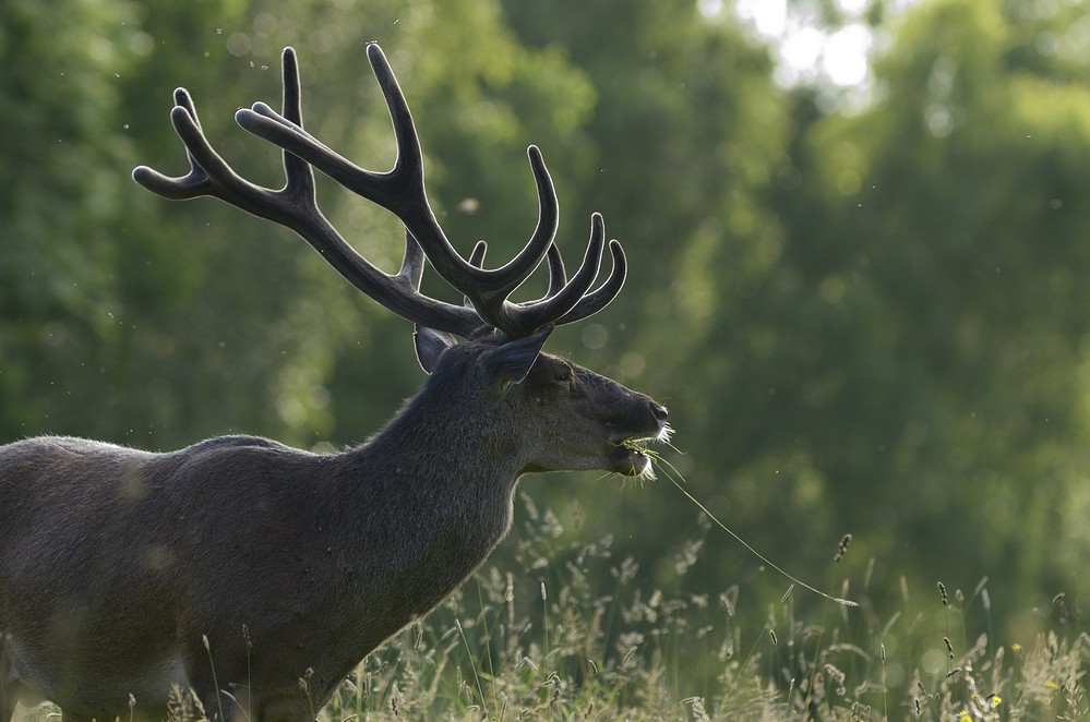 Cerf en velours.