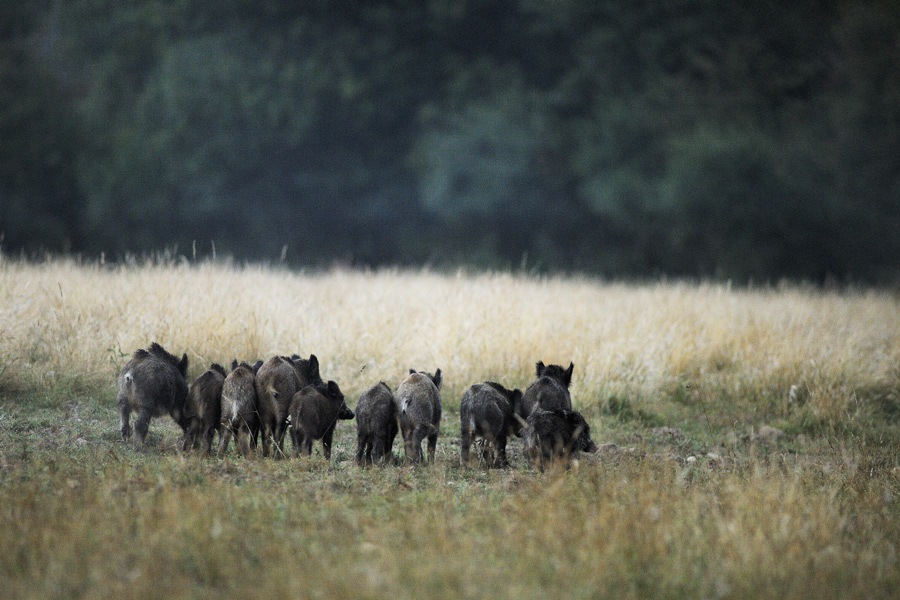 Compagnie de jeunes animaux