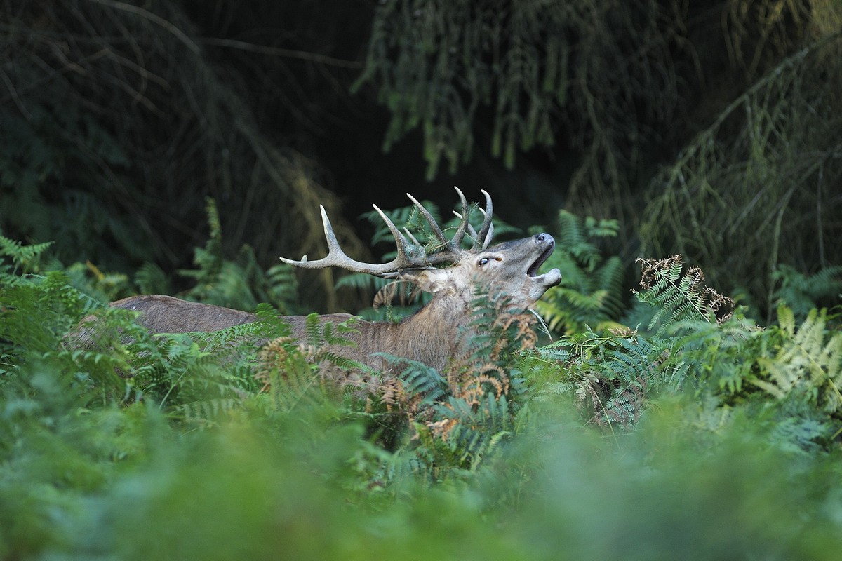 Cerf au brame.