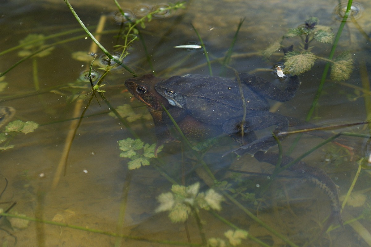 Amplexus axillaire de grenouilles rousses.