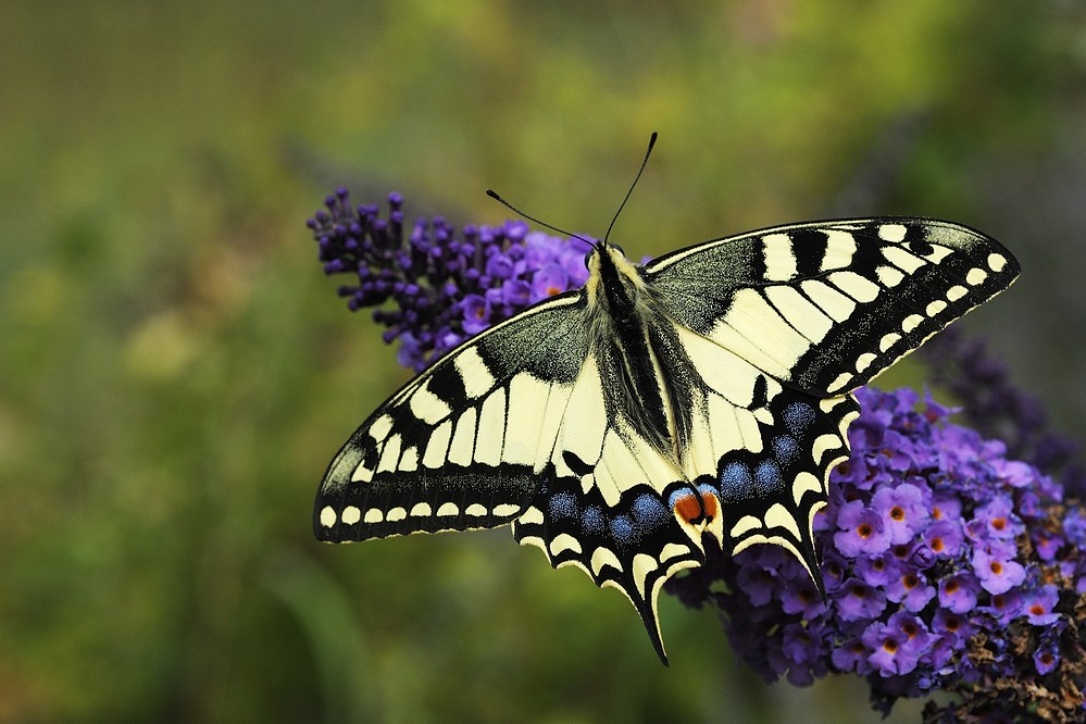 Machaon