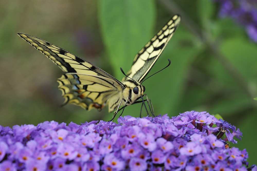 Machaon