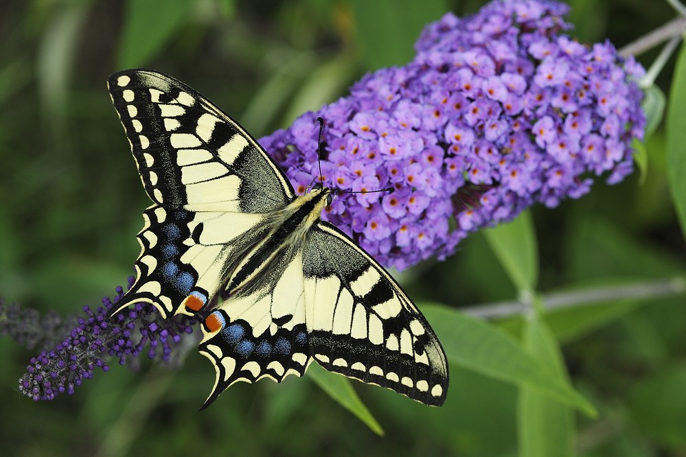 Machaon