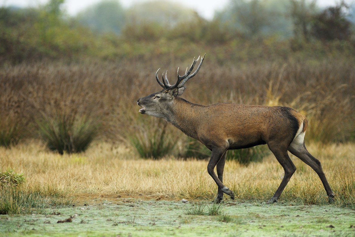 Jeune cerf au brame.