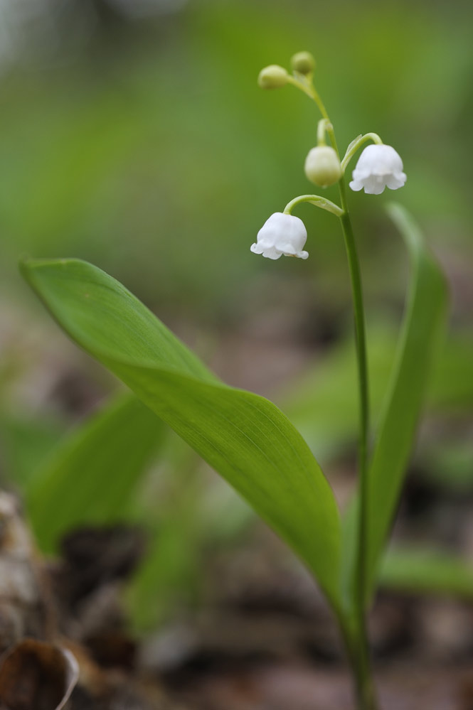 Muguet