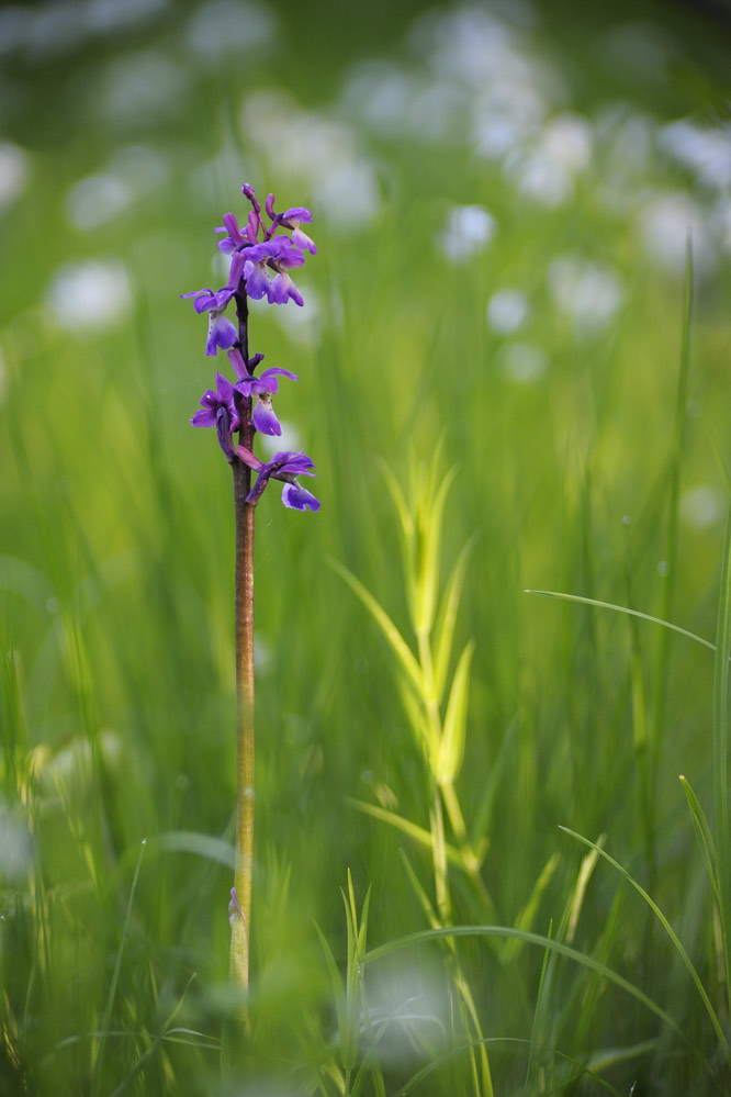 Orchidée sauvage ( orchis mascula )