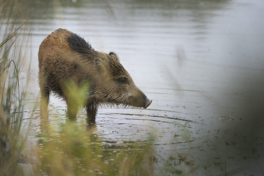 Sanglier d'europe (jeune)