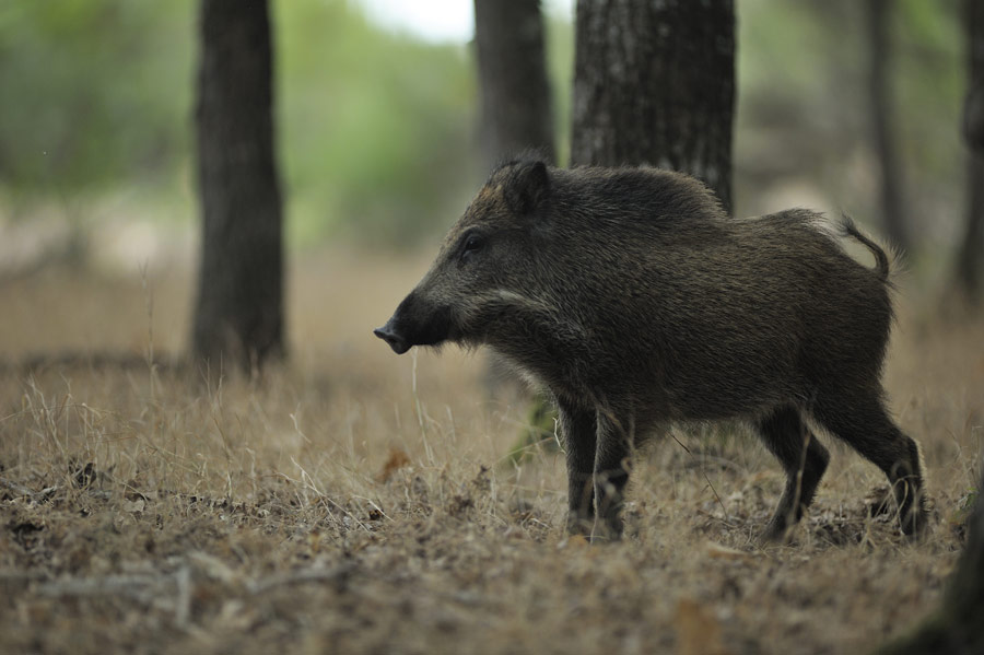 Sanglier d'europe (jeune)